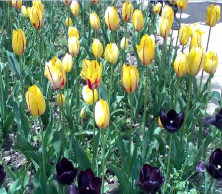 Желтые и черные тюльпаны