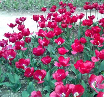 еще красные тюльпаны